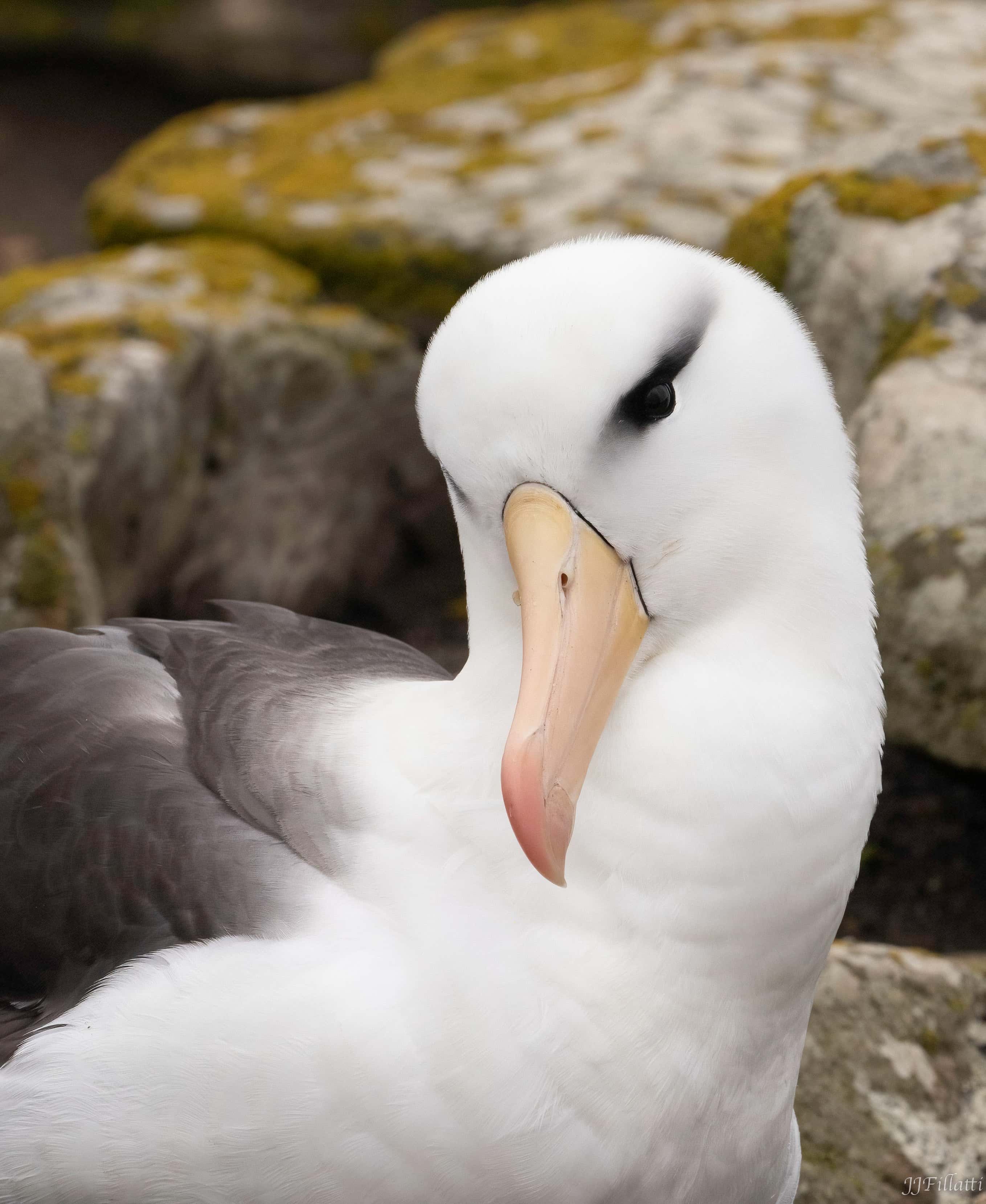 bird of the falklands image 99